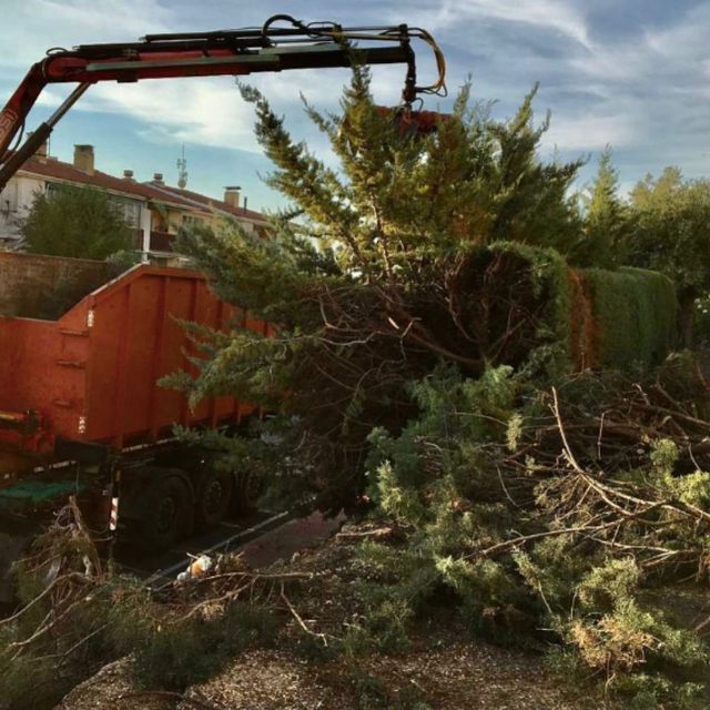 Saneamiento y cuidado de árboles Mantenimientos Ivan en Cabreros